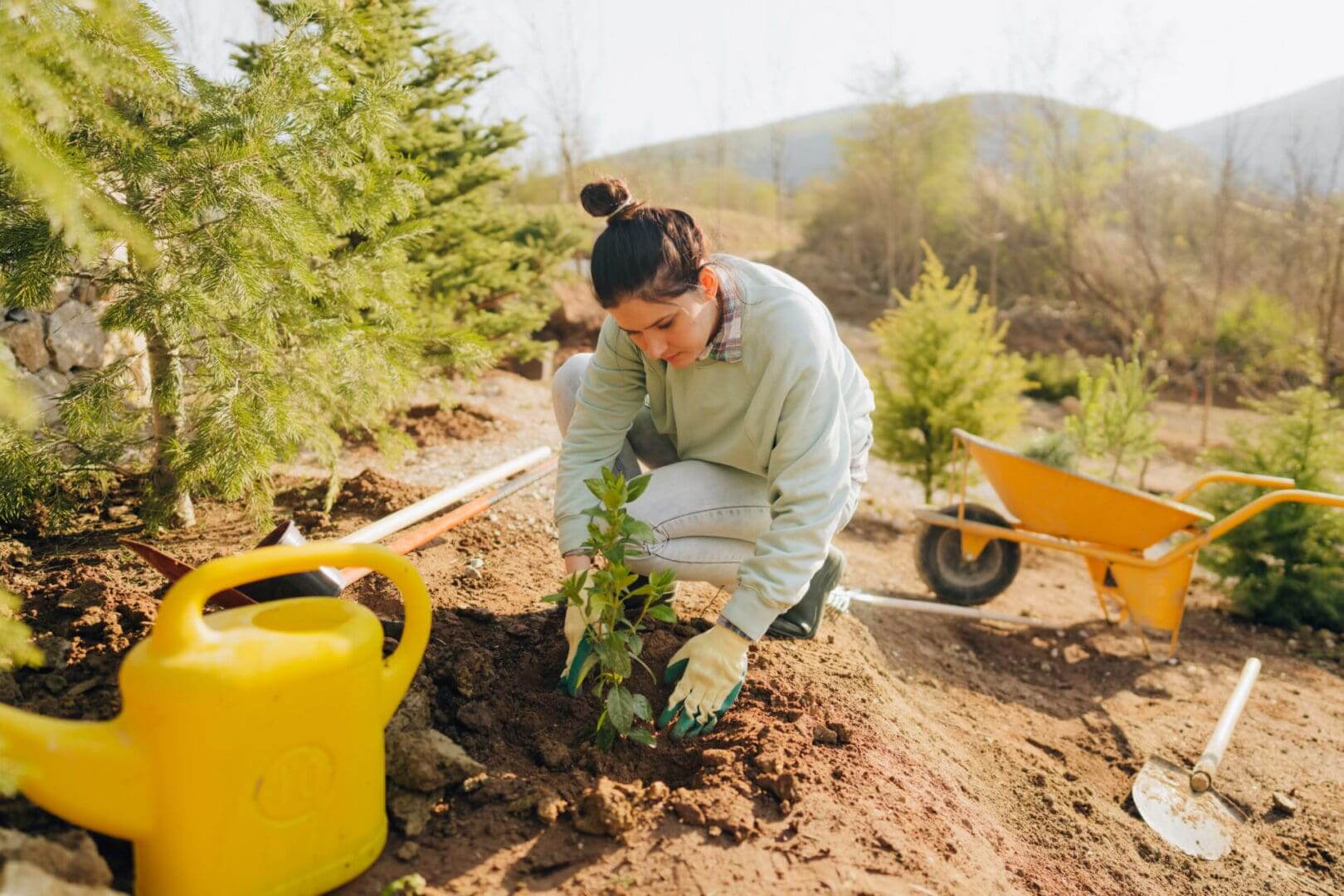 Tree Hazard Risk Management Tree Risk Assessment | Tree Hazard Assessment by PPM Tree Service ...