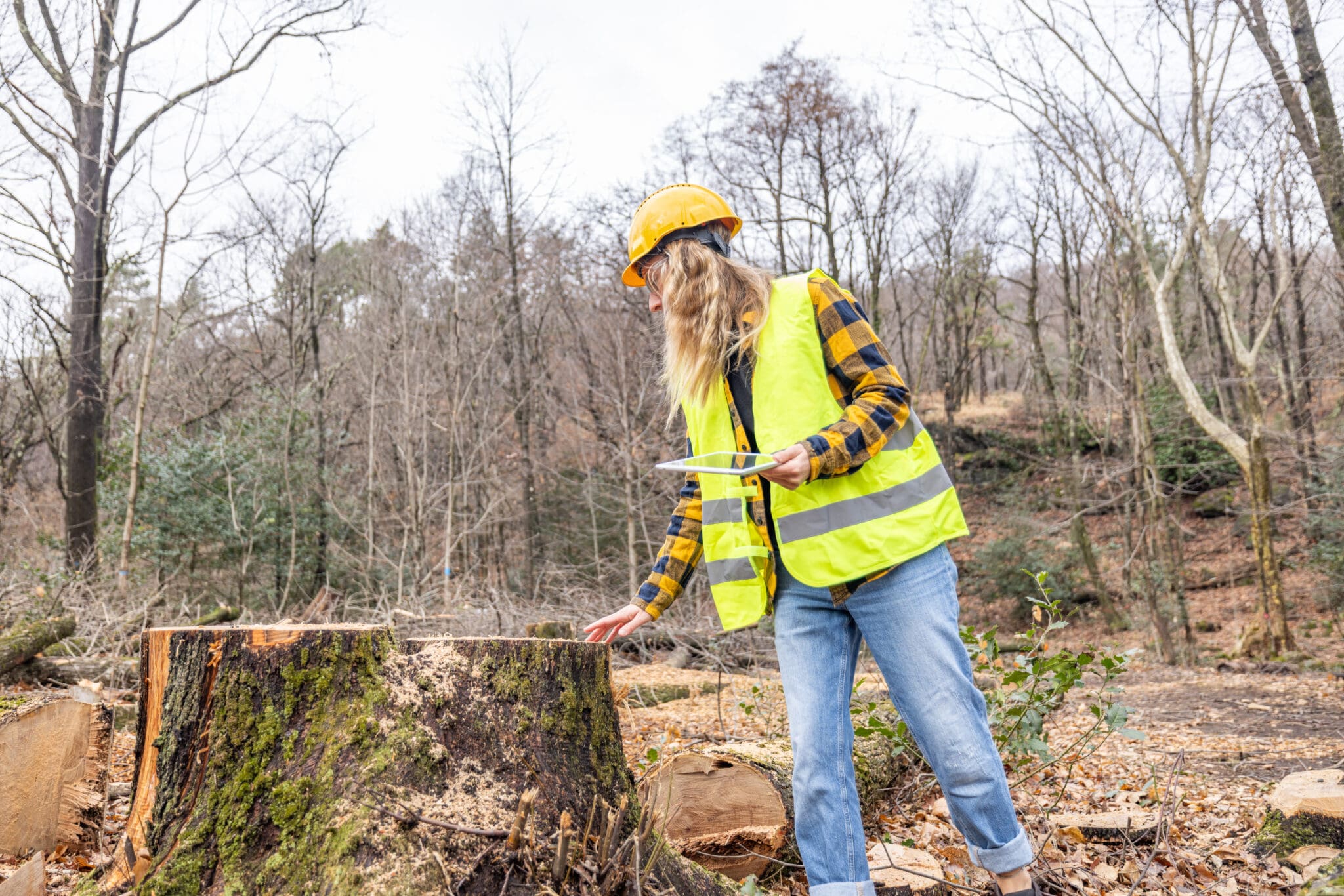 Tree Hazard Risk Management Tree Risk Assessment | Tree Hazard Assessment by PPM Tree Service ...