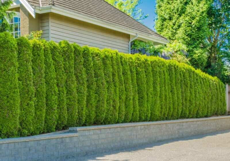 Lush green privacy hedge outdoors