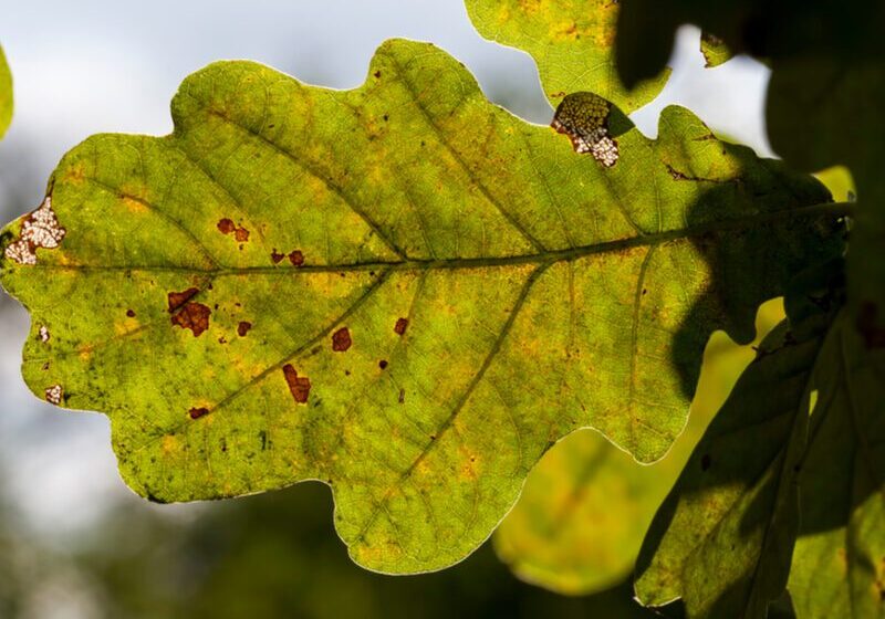 Close-up of green leaf with sunlight