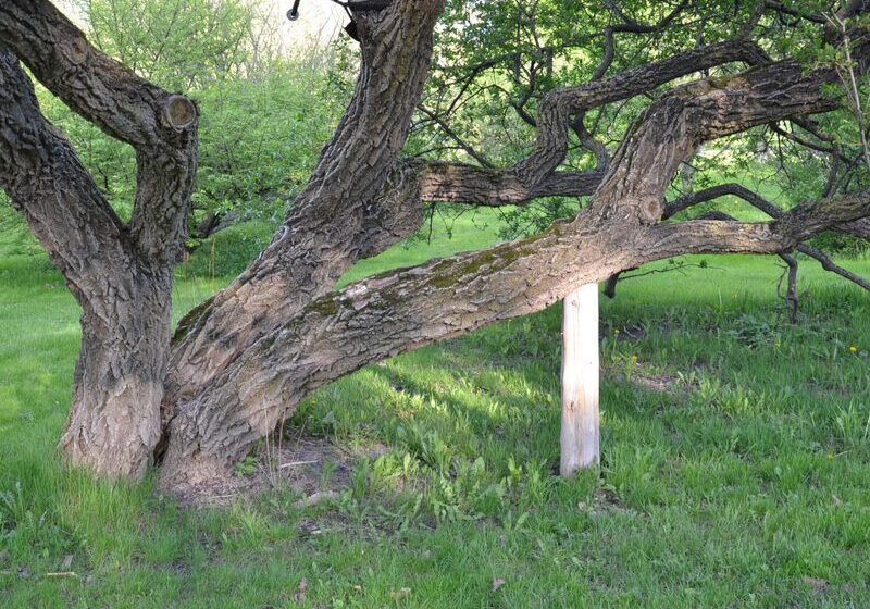 Gnarled tree branches over grass