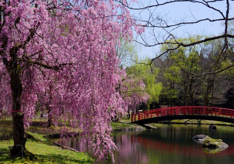 Pink blossoms in a serene garden